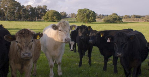 SilverSprings Spa Retreat Pet Friendly Cottages And Glampings - Accommodation Brunswick Heads 16