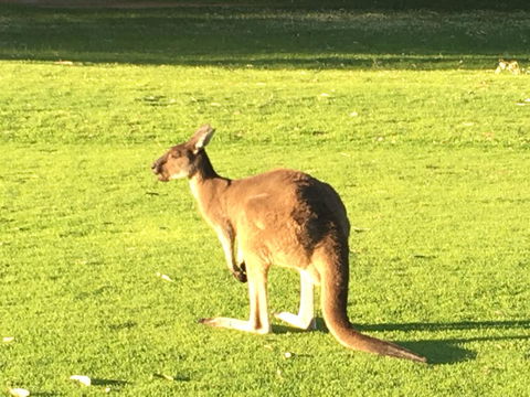 Aquatic Visions - Accommodation Brunswick Heads 41