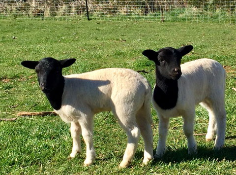 Manna Hill Farm - Accommodation Brunswick Heads 2