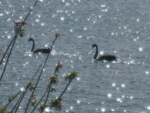 Driftwood - Accommodation Brunswick Heads 6