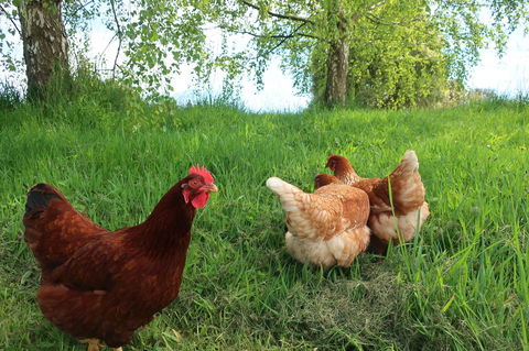 Cherry Top Farmstay - Boutique Eco Village - Accommodation Brunswick Heads 8