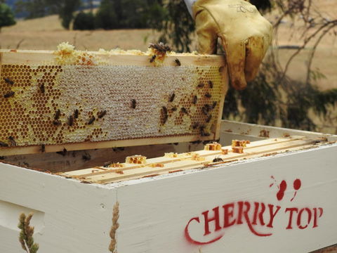 Cherry Top Farmstay - Boutique Eco Village - Accommodation Brunswick Heads 28