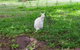Bruny Ocean Cottage - thumb 9