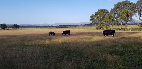 Olinda Yarra Cottage - Accommodation Brunswick Heads 2