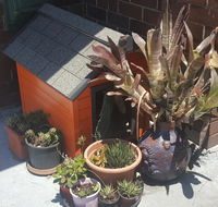 Orange Grove Hotel - Accommodation Brunswick Heads