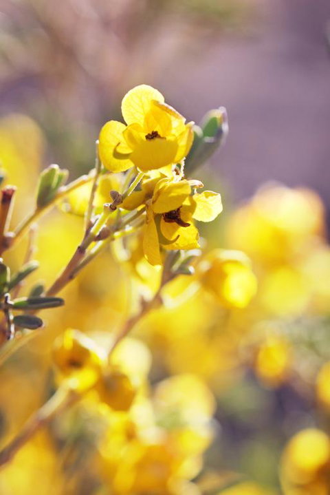 Pichi Richi Park - Accommodation Brunswick Heads 3