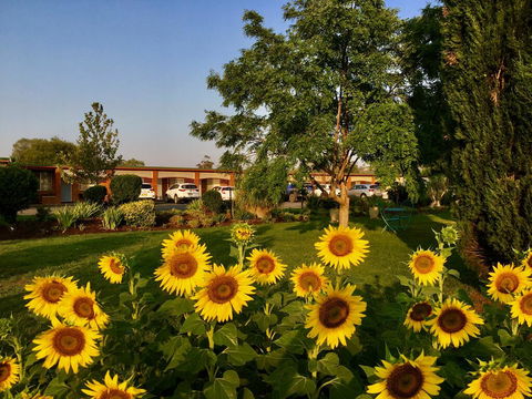 Quirindi Sunflower Motor Inn - Accommodation Brunswick Heads 0