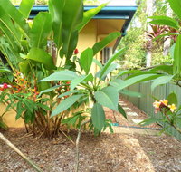 Rainforest Cottage Cairns - Accommodation Brunswick Heads