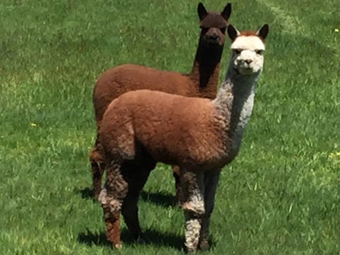 Raynella Alpaca Farmstay - Accommodation Brunswick Heads 3