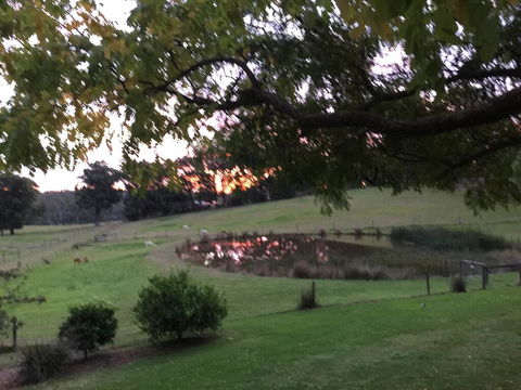 Raynella Alpaca Farmstay - Accommodation Brunswick Heads 2