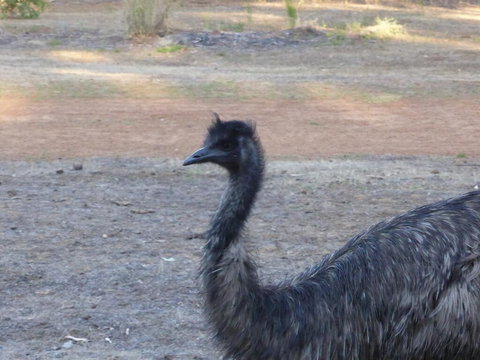 Splendid Wren Cottage - Accommodation Brunswick Heads 2
