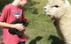 Starline Alpacas Farmstay Resort - thumb 3