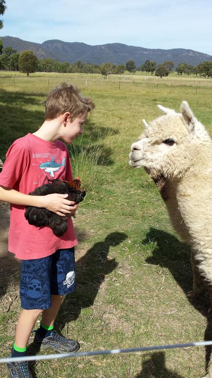 Starline Alpacas Farmstay Resort - Accommodation Brunswick Heads 3