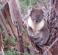 Stringybark Hills Retreat - Accommodation Brunswick Heads