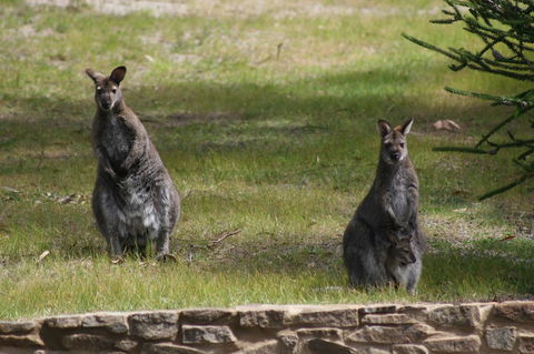 Bicheno By The Bay - Accommodation Brunswick Heads 44