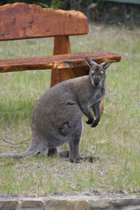 Bicheno By The Bay - Accommodation Brunswick Heads 31