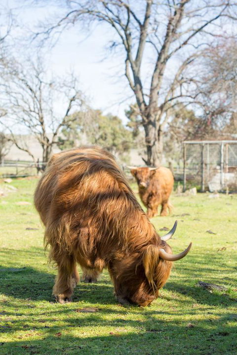 Ratho Farm - Accommodation Brunswick Heads 4