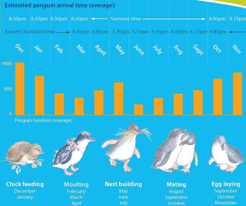 Diamond Island Resort - Accommodation Brunswick Heads 28