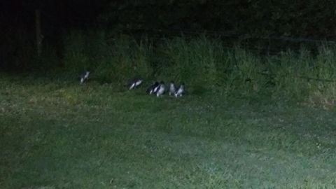 Diamond Island Resort - Accommodation Brunswick Heads 22