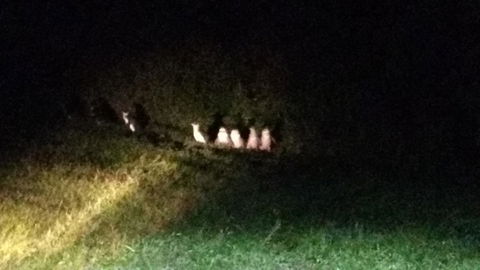 Diamond Island Resort - Accommodation Brunswick Heads 23