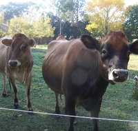 Drumreagh Bed  Breakfast Cabins - Accommodation Brunswick Heads