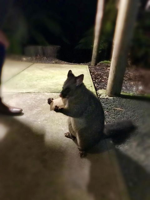 Lemonthyme Wilderness Retreat - Accommodation Brunswick Heads 34