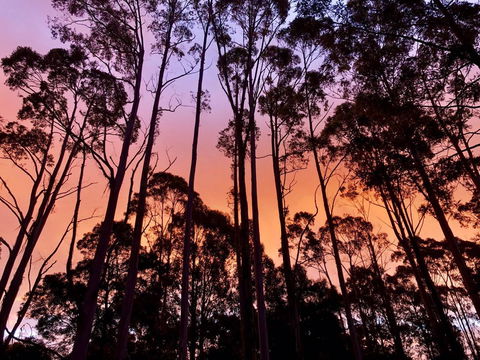 Lemonthyme Wilderness Retreat - Accommodation Brunswick Heads 8