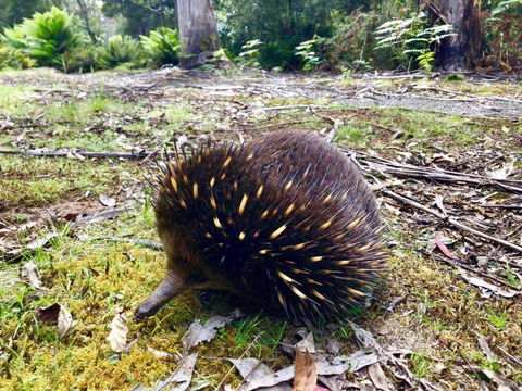Lemonthyme Wilderness Retreat - Accommodation Brunswick Heads 13