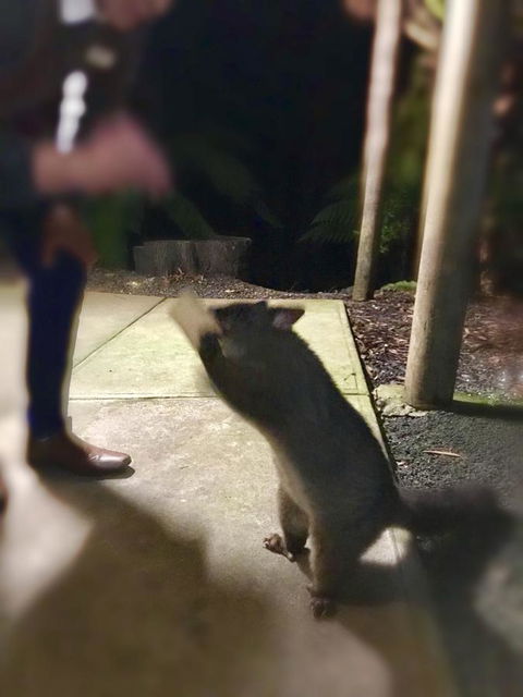 Lemonthyme Wilderness Retreat - Accommodation Brunswick Heads 35