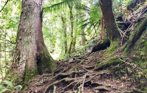 Lemonthyme Wilderness Retreat - Accommodation Brunswick Heads 23