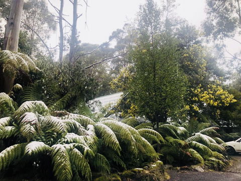 Lemonthyme Wilderness Retreat - Accommodation Brunswick Heads 16