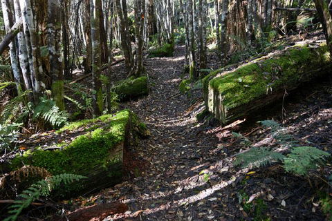 Lemonthyme Wilderness Retreat - Accommodation Brunswick Heads 22