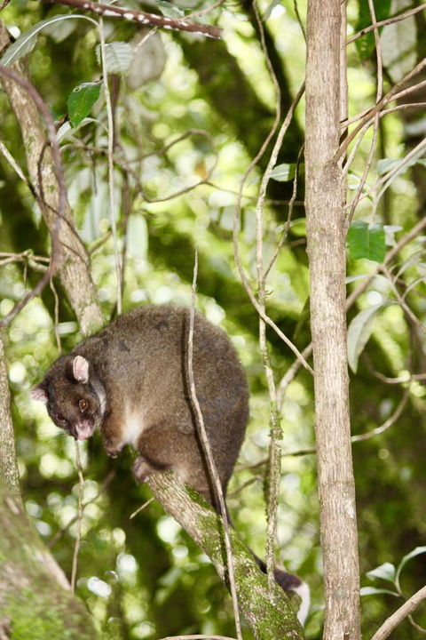 Lemonthyme Wilderness Retreat - Accommodation Brunswick Heads 26