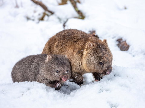 Cradle Mountain Hotel - Accommodation Brunswick Heads 2