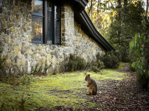 Discovery Parks - Cradle Mountain - Accommodation Brunswick Heads 22