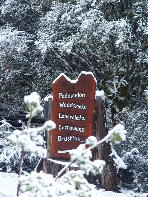 Cradle Highlander - Accommodation Brunswick Heads 7