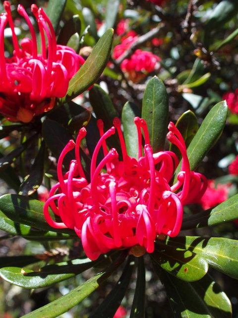 Cradle Highlander - Accommodation Brunswick Heads 1