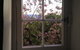Blue Magnolia - thumb 36