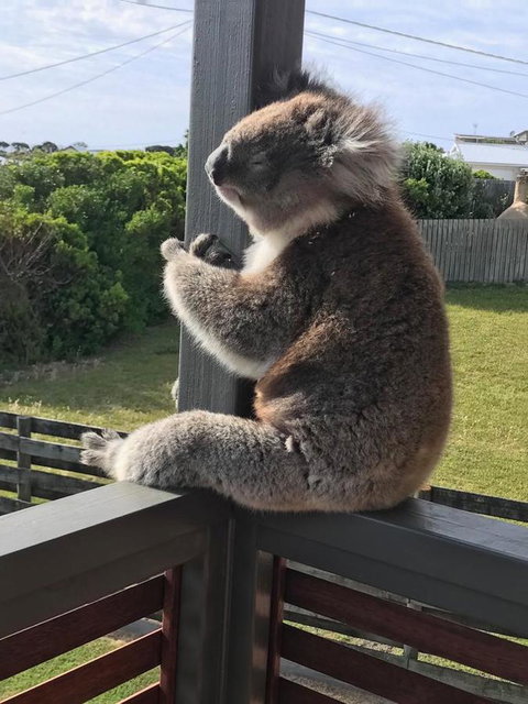 Sunsets On Martyrs Luxury Coastal Beach House Peterborough - Accommodation Brunswick Heads 28