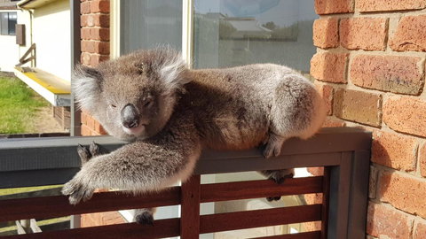 Sunsets On Martyrs Luxury Coastal Beach House Peterborough - Accommodation Brunswick Heads 27
