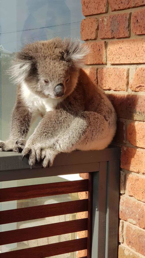 Sunsets On Martyrs Luxury Coastal Beach House Peterborough - Accommodation Brunswick Heads 26