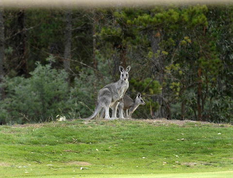 RACV Goldfields Resort - Accommodation Brunswick Heads 20