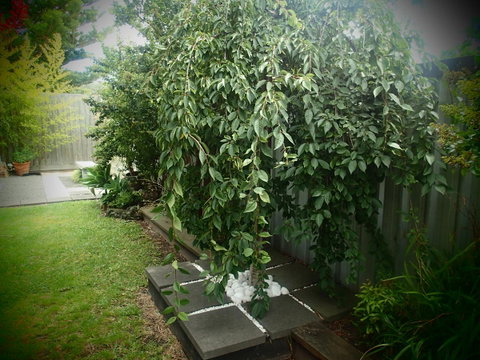 Azen Haven - Accommodation Brunswick Heads 12