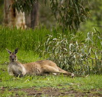 The Stirling Golf Club - Accommodation Brunswick Heads