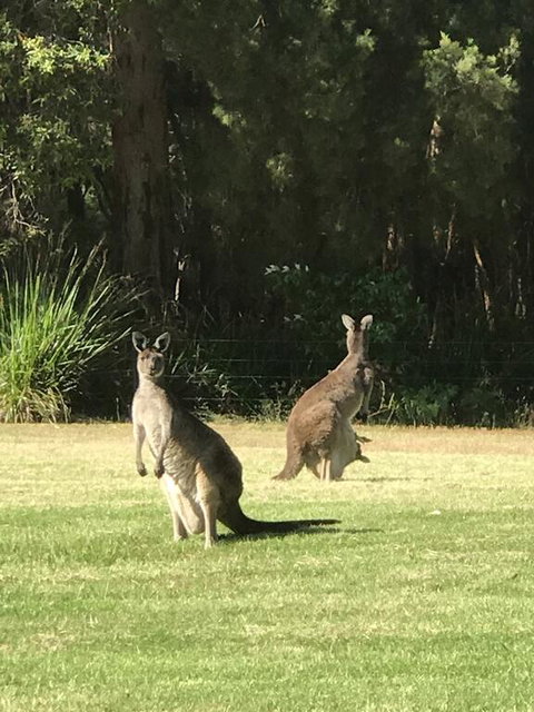 Tinglewood Cabins - Accommodation Brunswick Heads 2
