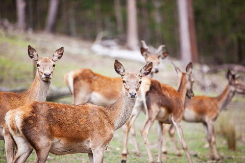 Villa Cervi Property - Accommodation Brunswick Heads 0