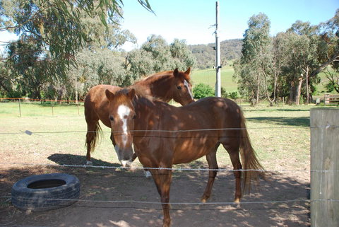 Bluegum Ridge Cottages - Accommodation Brunswick Heads 34