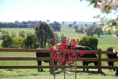 Bluegum Ridge Cottages - Accommodation Brunswick Heads 33
