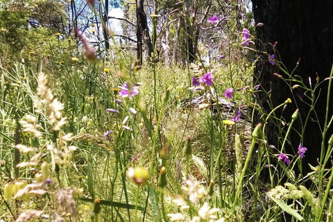 Grampians Pomonal Cottages - Accommodation Brunswick Heads 31