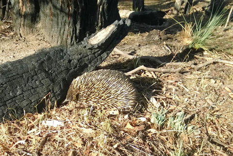 Grampians Pomonal Cottages - Accommodation Brunswick Heads 25